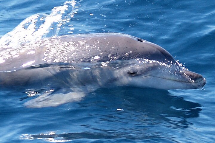 Jervis Bay Dolphin Watch Cruise - Accommodation Resorts